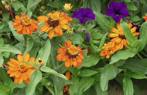 Bild von Zinnia elegans ‚Peter Pan‘ – Zinnie, Garten-Zinnie