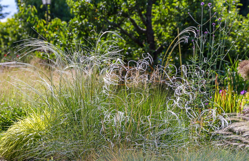 Bild Sommerlicher Gräsergarten