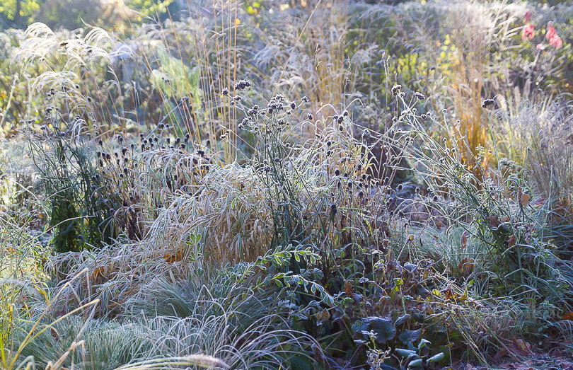 Bild Der Garten in Schockstarre