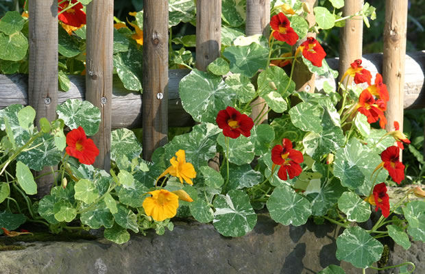 Bild Beet- und Sommerblumen